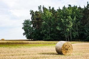 Hay roll in a field photo