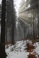 Sunbeams early in the forest photo