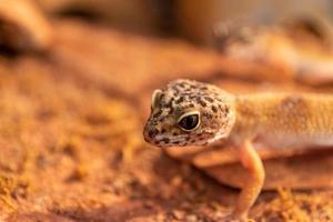 gecko en un primer plano de terrario foto