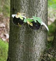 Glasses on tree trunk photo