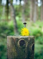 Large nail and yellow dandelion on a tree stump photo