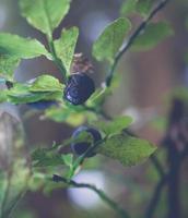 blueberries in the forest photo