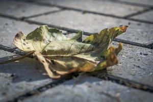 maple leaf in autumn photo