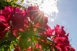 Colorful red rhododendrons with sunburst photo