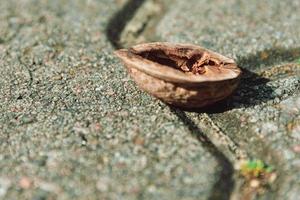 Half an empty walnut shell lying on paving photo