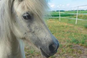 vista de perfil recortada de un caballo blanco o gris foto