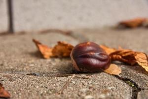 a chestnut in close up on a street photo