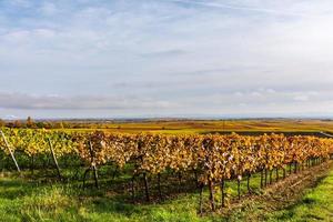 grapevines in the autumn photo