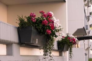 caja de flores en una ventana de la ciudad foto