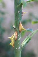 cerrar las espinas de la planta foto