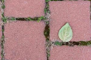 a single leaf on a walkway photo