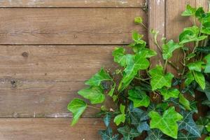 Fresh green ivy creeper on a wooden fence photo