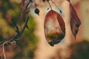 hoja caduca en una rama en otoño foto