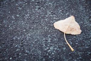 hoja en una carretera con espacio libre de texto a la izquierda foto