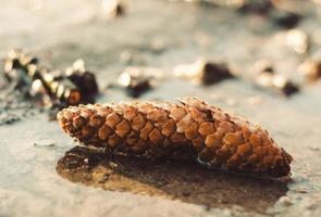 Pine cone in a puddle photo