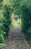 Path through a hedge photo