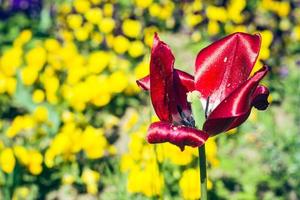 Beautiful red lily flower in bloom photo