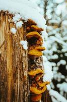 a tree trunk with tree mushrooms in winter photo
