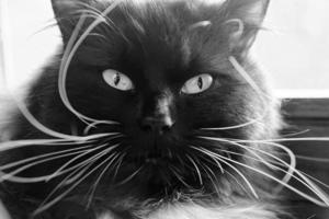 Portrait of a cat with very long white whiskers photo