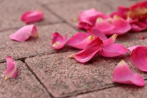 petals on a walkway photo