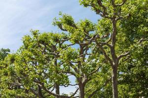 trees with beautiful branches and green leaves photo