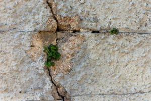 malas hierbas entre un antiguo muro destruido foto