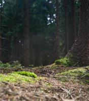 forest ground in summer photo