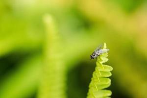 una mosca posada en una hoja en un hermoso color verde brillante foto