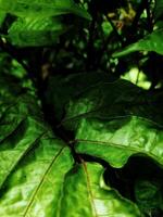 fresco mirando el verde de la hoja larga en el jardín foto