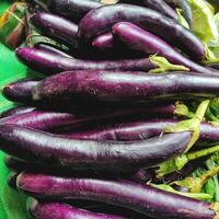 la berenjena morada se usa generalmente como un alimento casero saludable foto