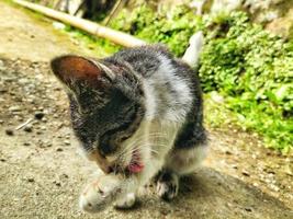 a cat on the street is licking his left paw with his tongue while sitting photo