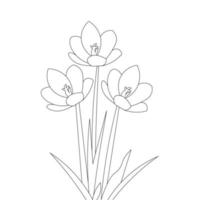 crocus flower pencil line drawing of vector graphic outline on white background