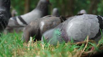 Low angle view of pigeons eat bread or food on grass. closeup speed racing pigeon in the park video