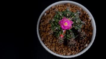lapso de tempo 4k. as flores estão desabrochando. cacto, flor de gymnocalycium rosa, florescendo em cima de uma planta pontiaguda longa e arqueada em torno de um fundo preto, brilhando de cima. video