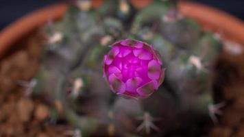 timelapse 4k. les fleurs fleurissent. cactus, fleur de gymnocalycium rose, fleurissant au sommet d'une longue,
