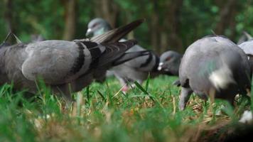 Low angle view of pigeons eat bread or food on grass. closeup speed racing pigeon in the park video