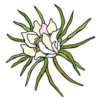 Pitahaya flower. White background, isolate. vector