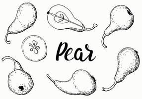 Graphic pears set. Whole fruits and halves. Line art. White background, isolate. vector