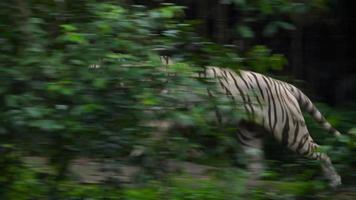 Gorgeous white tiger walking. video