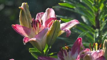 gotas de chuva nas pétalas de uma flor rosa lírio, câmera lenta video