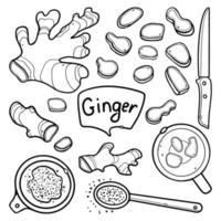 Ginger hand-drawn outline Vector Set. Ginger whole, knife cut, ground, ginger tea. For menu design in doodle style