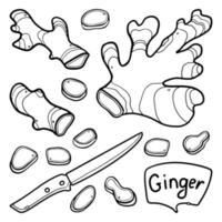 Ginger hand-drawn outline Vector Set. Ginger whole, knife cut, slices. For menu design in doodle style