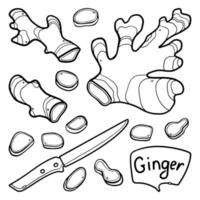 Ginger hand-drawn outline Vector Set. Ginger whole, knife cut, slices. For menu design in doodle style