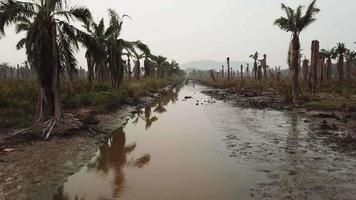 Fly over the river with dead oil palm trees at both side at Juru. video