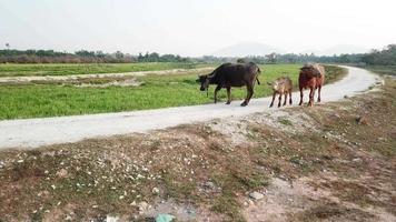 paseo familiar de búfalos en el camino rural de malay kampung, penang, malasia. video