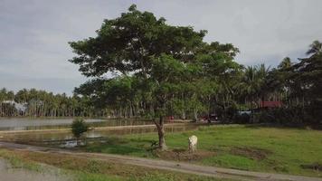 movimento aéreo em direção à gravata de vaca sob a árvore na malásia, sudeste da ásia. video