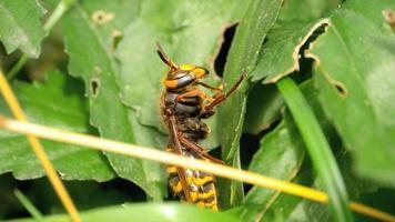 Cerca de avispón europeo trabajador vespa crabro video