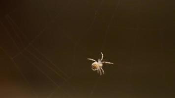 Spider weaves a web in summer evening video