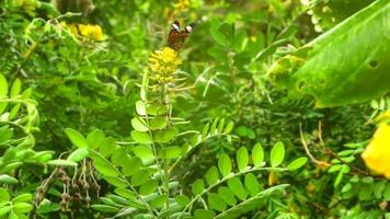 mariposa monarca danaus plexippus y limenitis camilla vuelan cerca de la flor de acacia amarilla, cámara lenta, imágenes hdr video