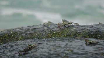Crabs on the rock at the beach, rolling waves, close up video